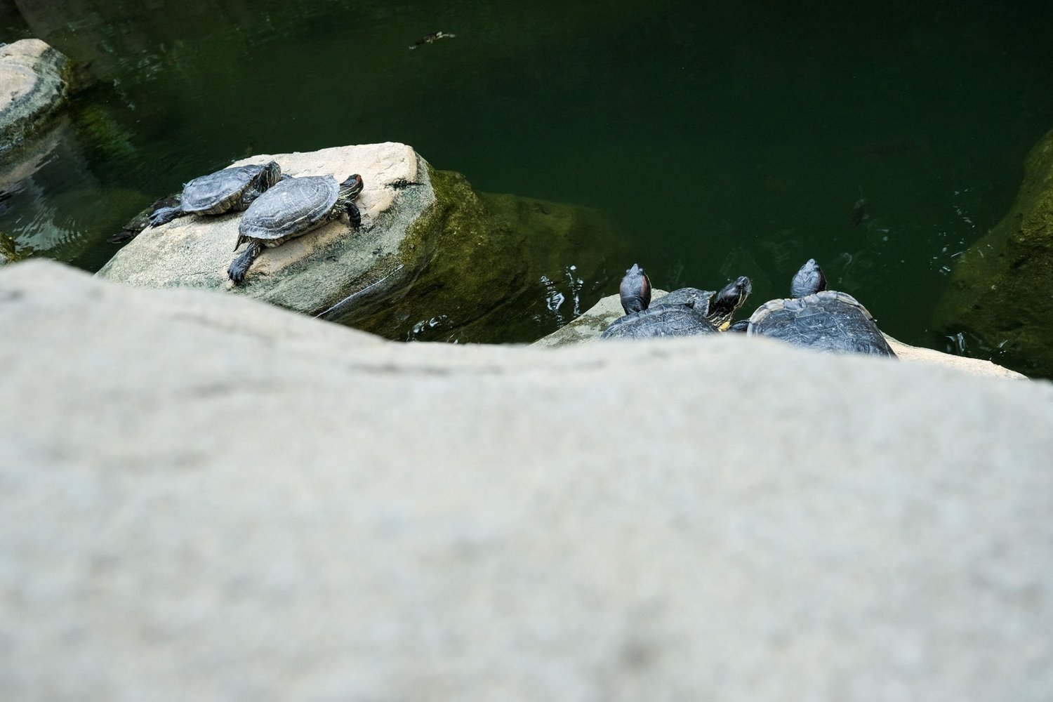 Gallery 1 - Nature-11