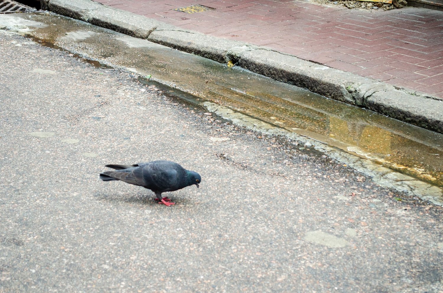 Vir’s photography — photograph 103