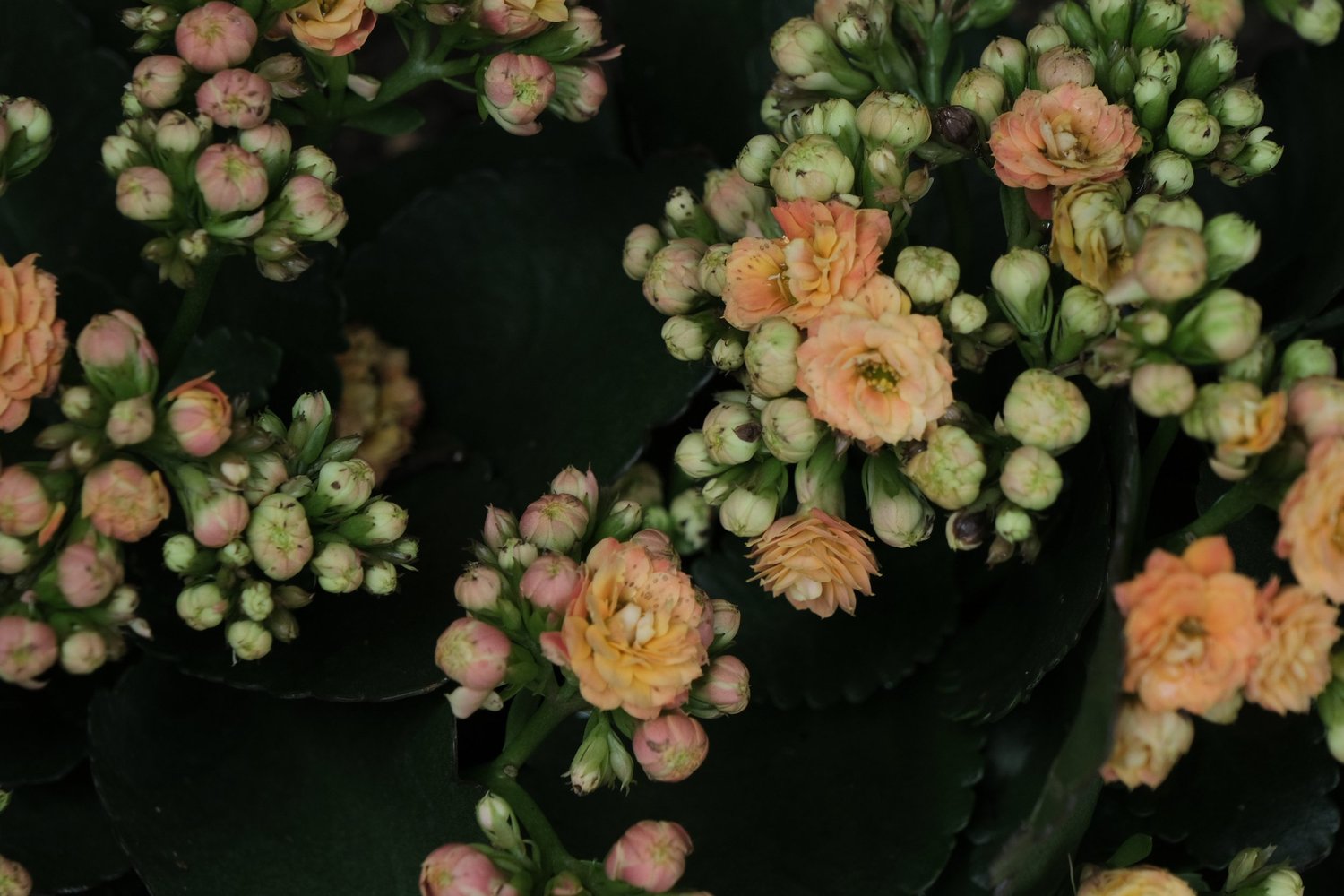 Vir’s photography — photograph 13