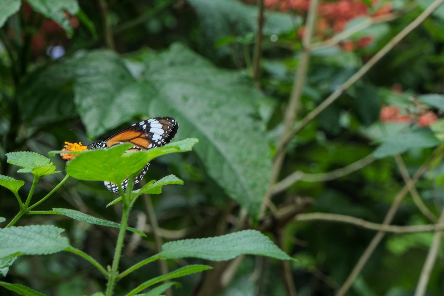 Gallery 1 - Nature-24