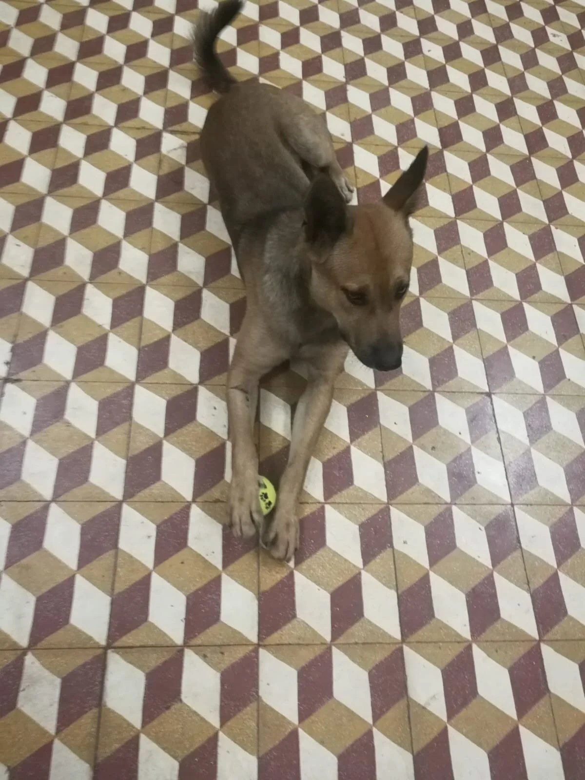 Happy dog with new tennis ball