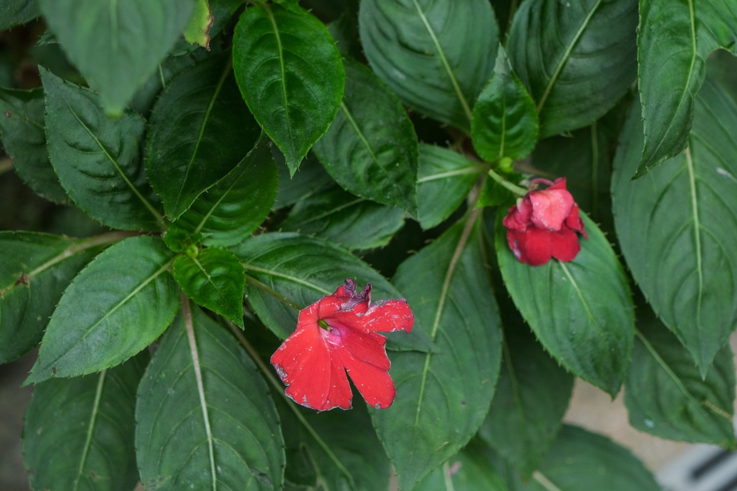 Vir’s photography — photograph 16