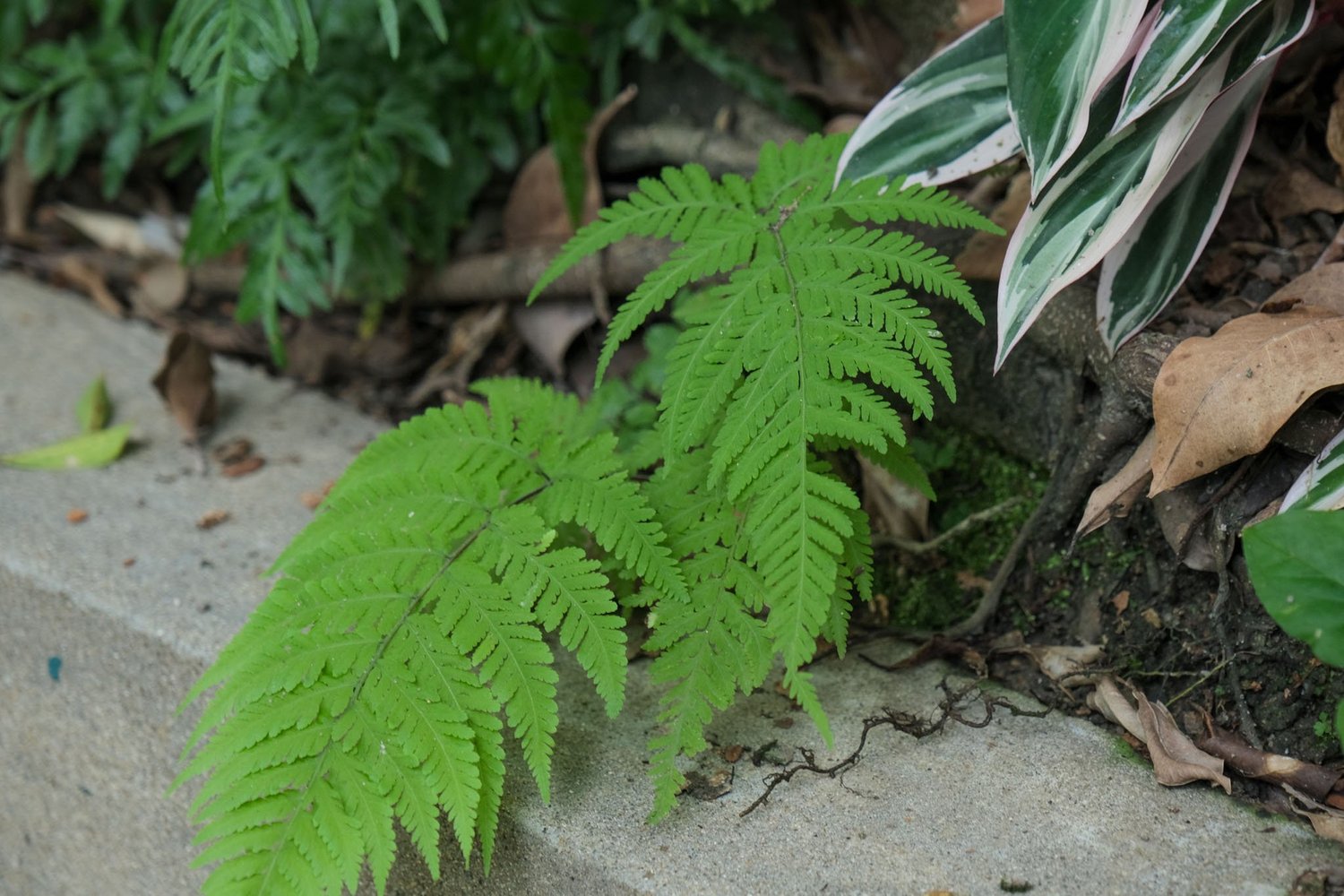 Gallery 1 - Nature-01