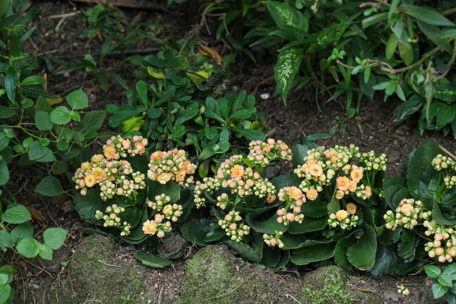 Vir’s photography — photograph 10