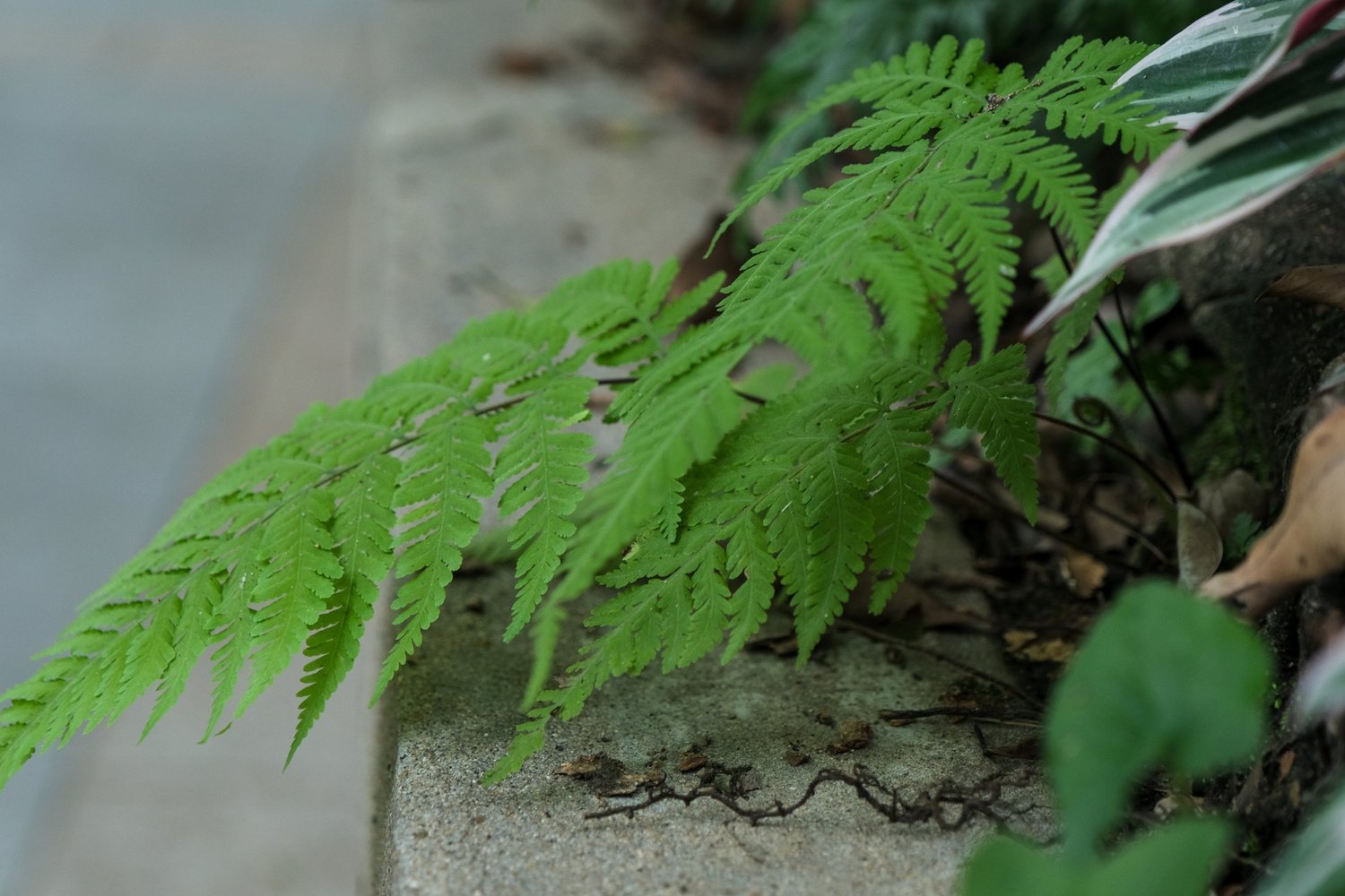 Vir’s photography — photograph 4