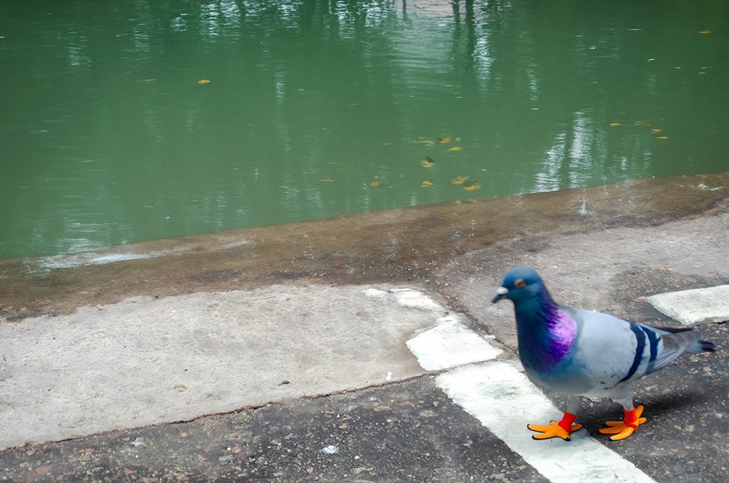 pigeon with boots