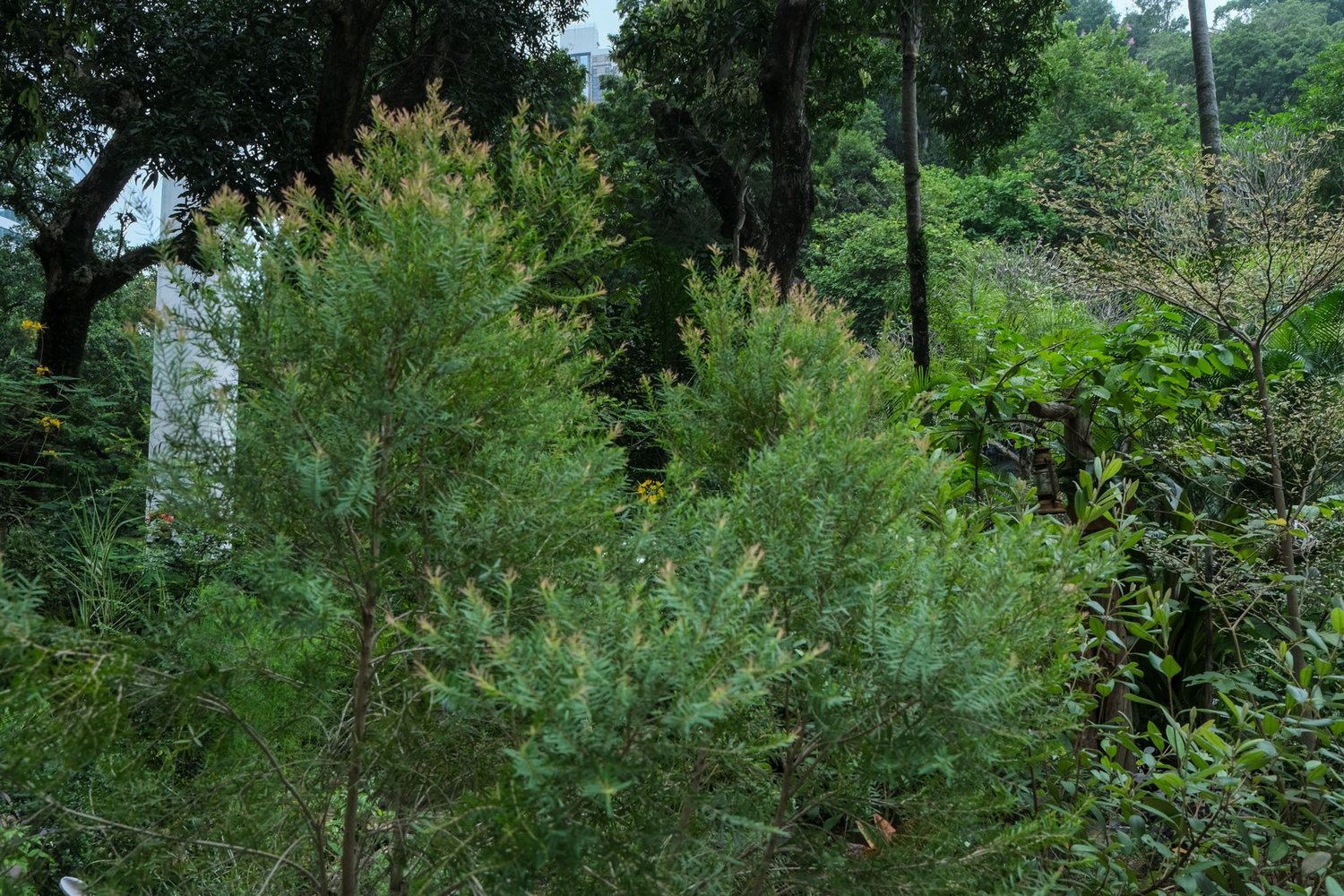 Gallery 1 - Nature-38