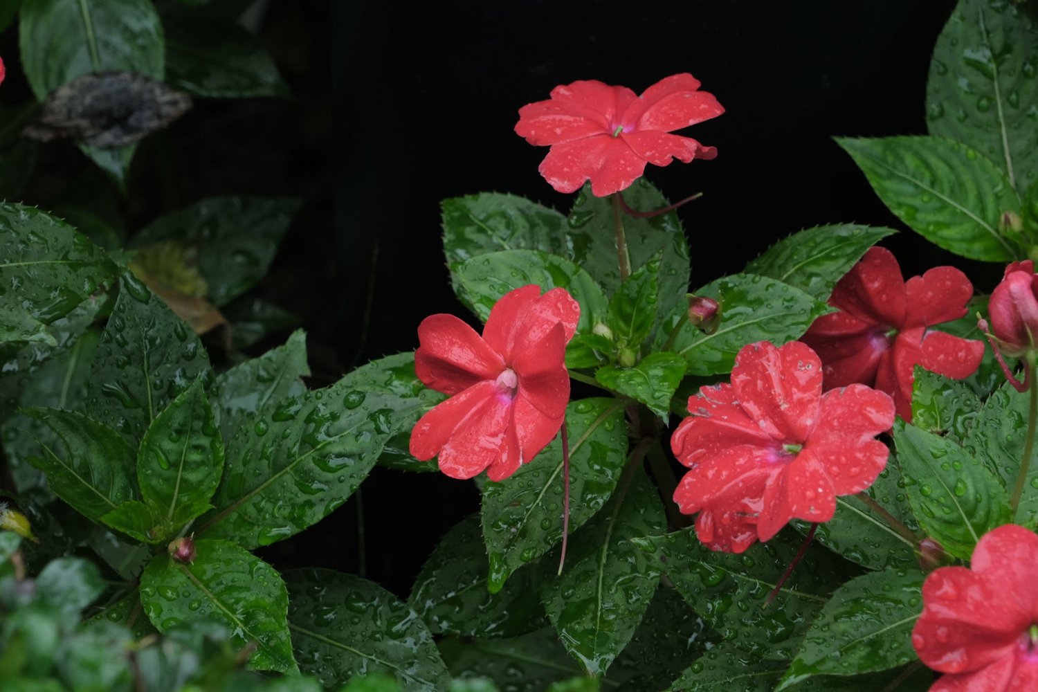 Gallery 1 - Nature-25