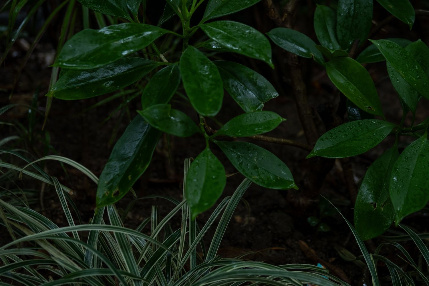 Gallery 1 - Nature-50