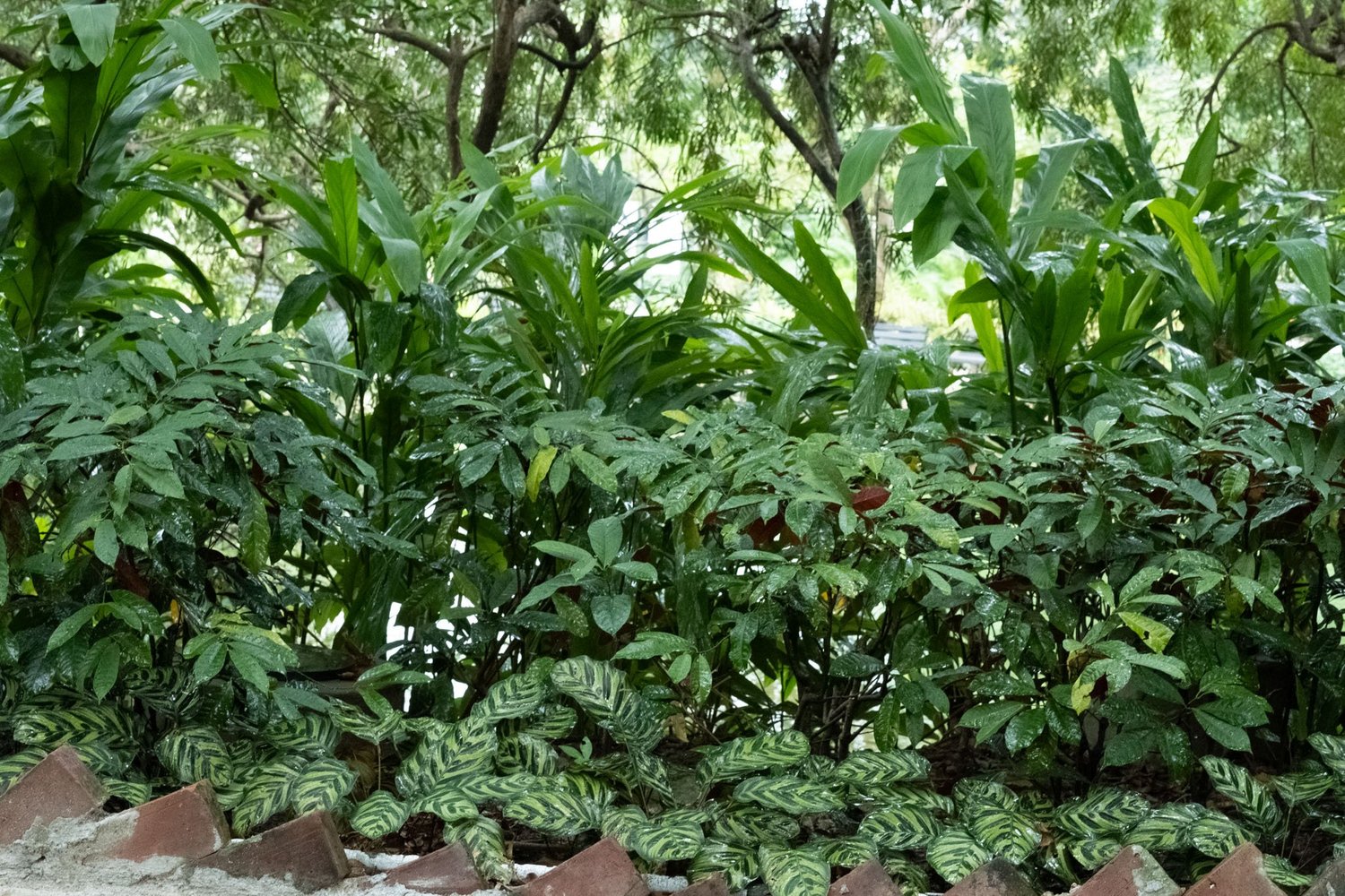 Gallery 1 - Nature-47