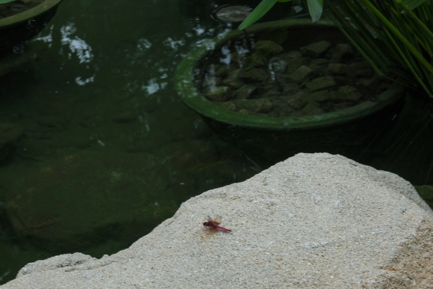 Gallery 1 - Nature-64
