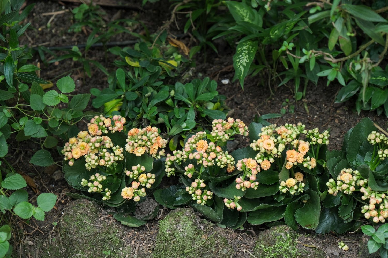 Gallery 1 - Nature-06