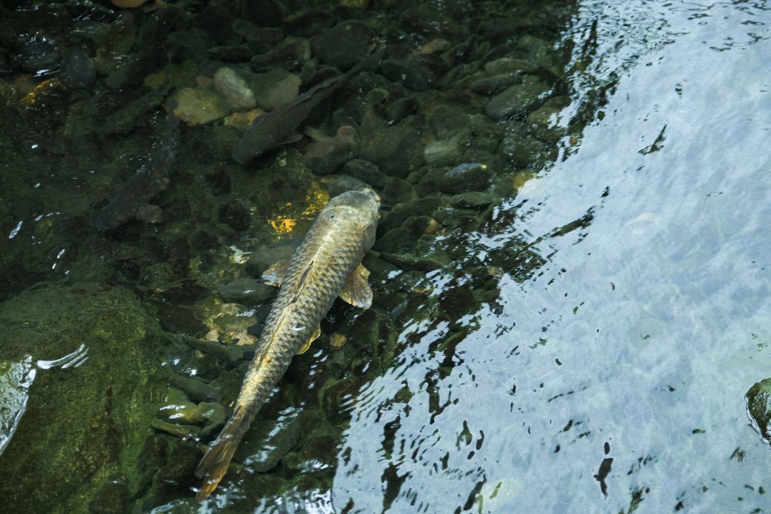 Gallery 1 - Nature-17
