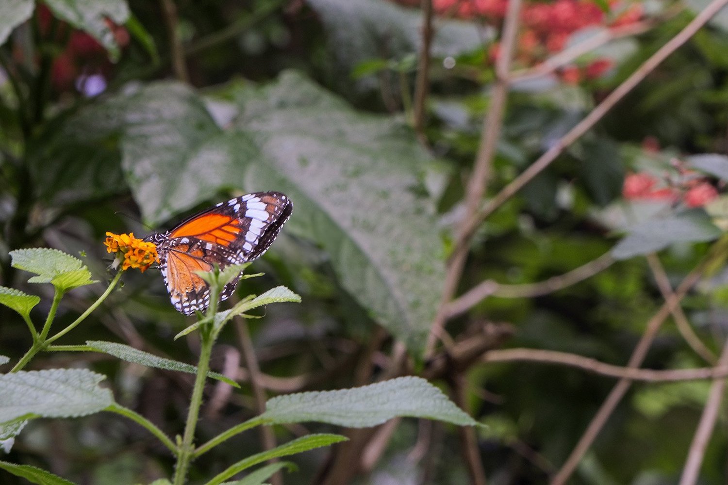 butterfly