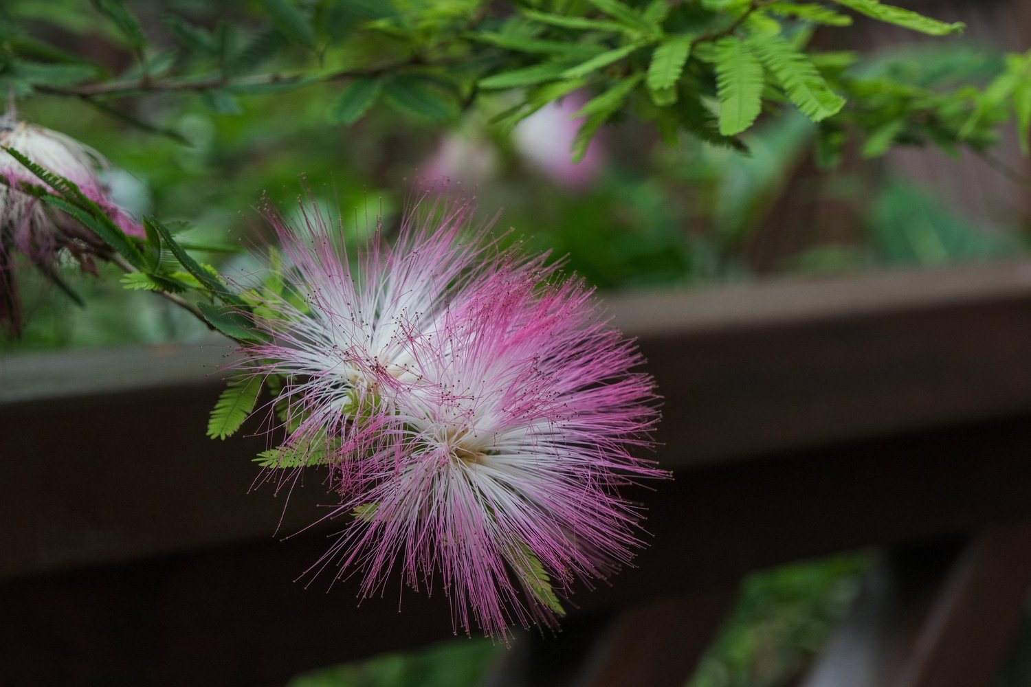 Vir’s photography — photograph 7