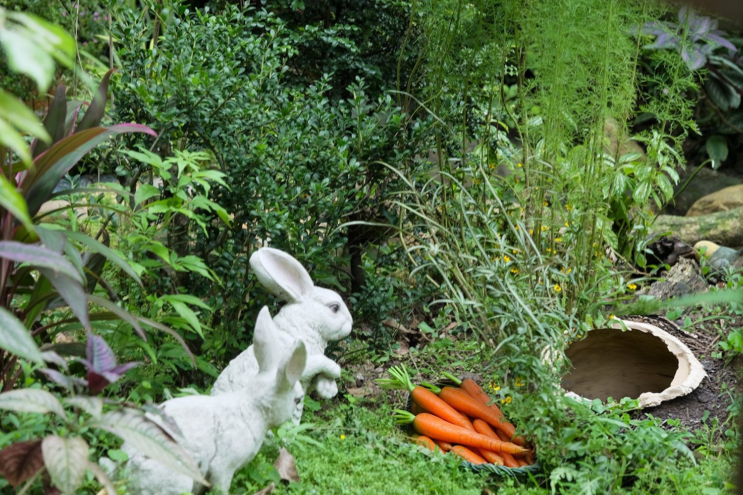 rabbits