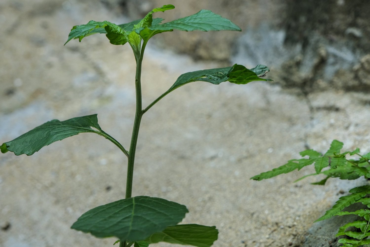 Vir’s photography — photograph 6