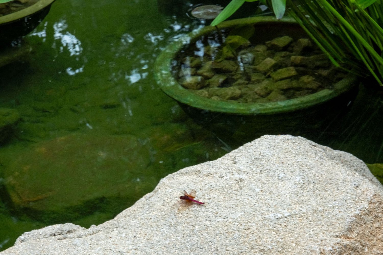 Gallery 1 - Nature-65