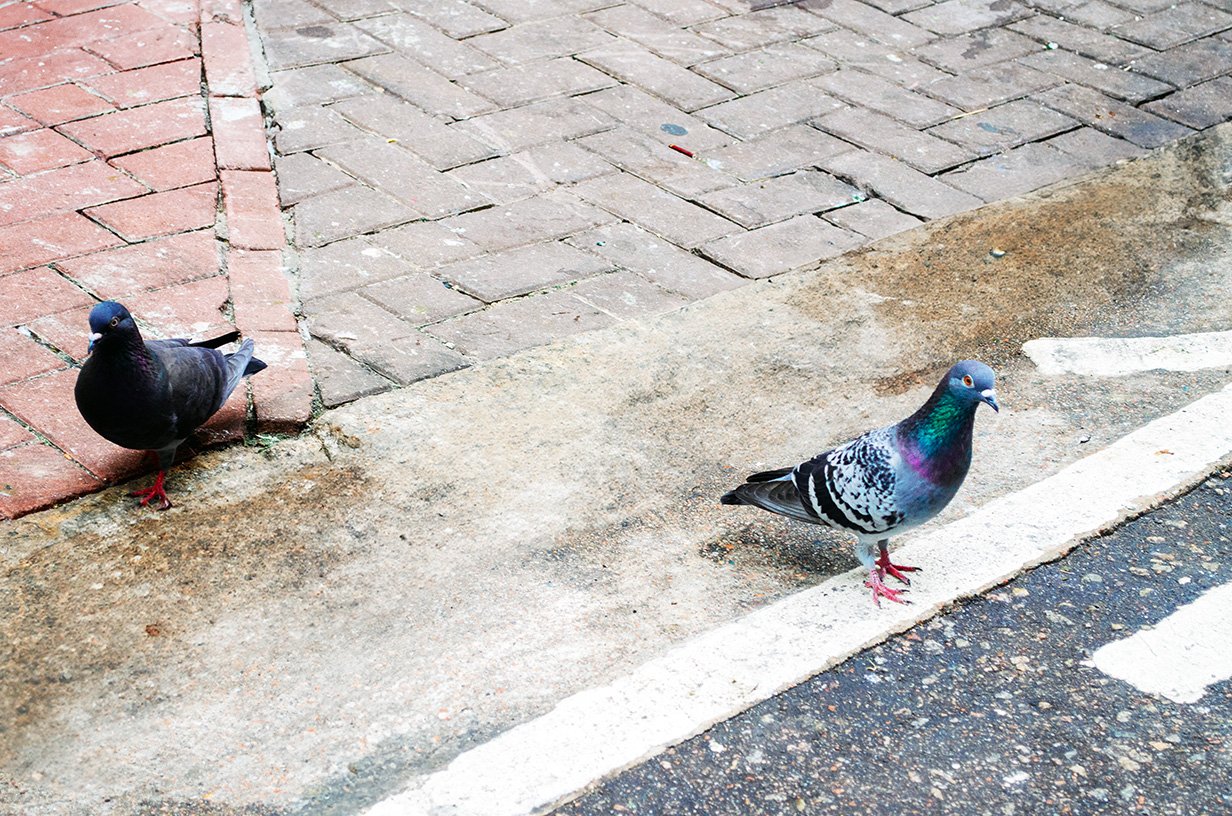 clean pigeons